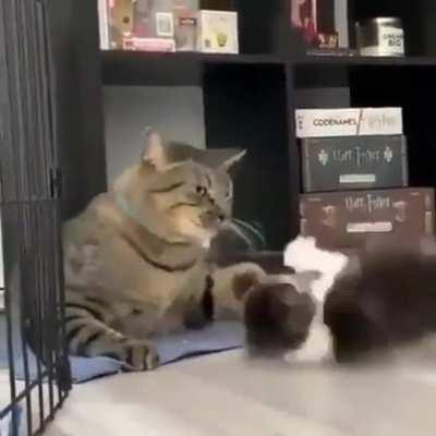 lil taps vs big taps