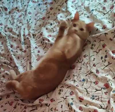 This little guy chirping whenever he sees us