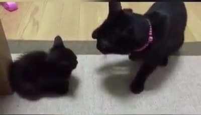 bIg cAt bRuTaLlY StRiKeS DoWn lItTlE KiTtEn wItH A DeAdLy bLoW