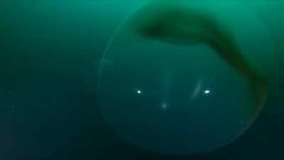 A Giant Squid Egg, Divers for scale