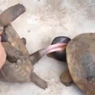 I don't know whether to be terrified or amazed at the size..