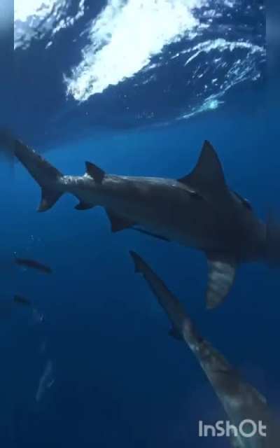 These are bull sharks, filmed by Captain John Moore in Jupiter, Florida. Many people know that sharks can inflict test bites in order to figure out if something is edible. Some of the more intelligent species will bump and rub, or use their eyes to identi