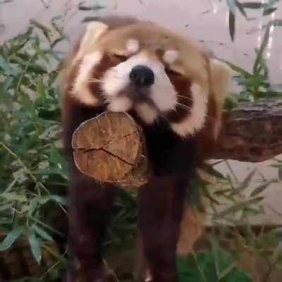 Red Panda Monday mood.