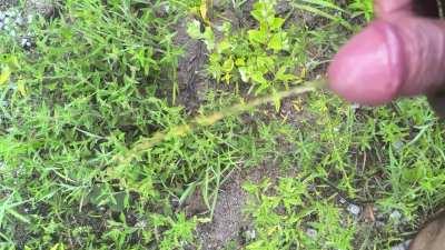 Watering the mountain...