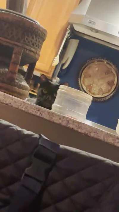 Working late on a project (also currently animal sitting)- and look who came to join me. Or at least ask for rent money. 🤣