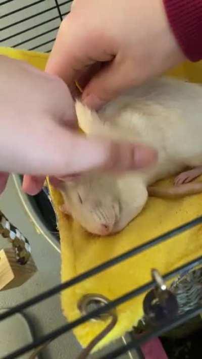 Please enjoy Peanut being an absolute ham, soaking up alllll the luv