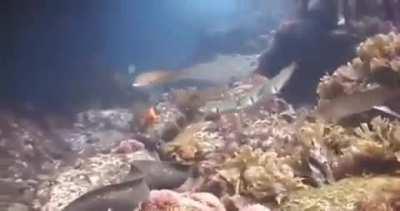 This little octopus literally riding on this eel to escape being eaten