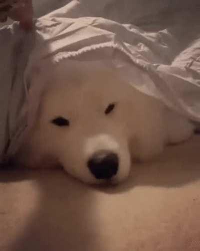 Himb a sneaky boy...