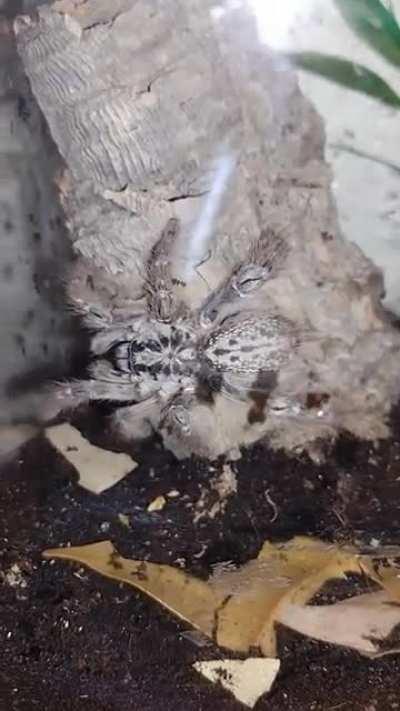 Picked up my first arboreal old world yesterday :) this is Bryce, my Togo Starburst (H.maculata)