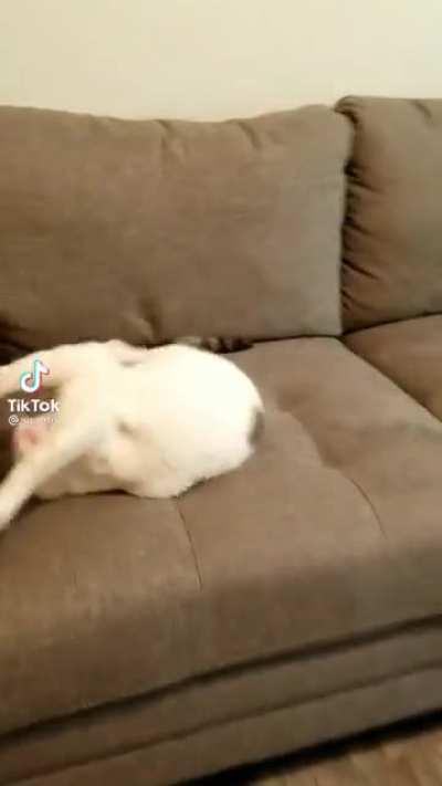 Startled cat is an angry cat