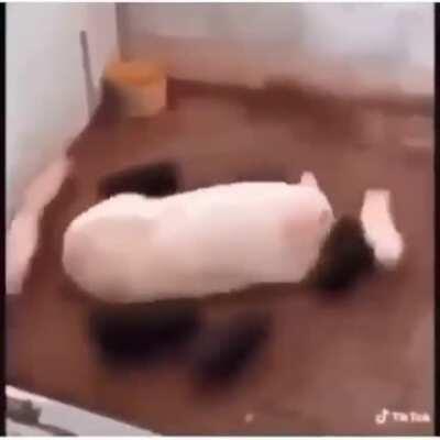 Mario kart baby park: