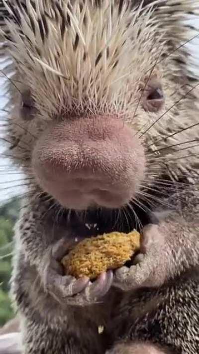 This porcupine snack sounds delicious