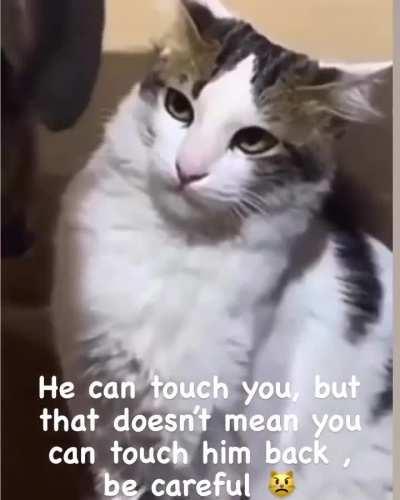 Momma be like: dont you dare dog!