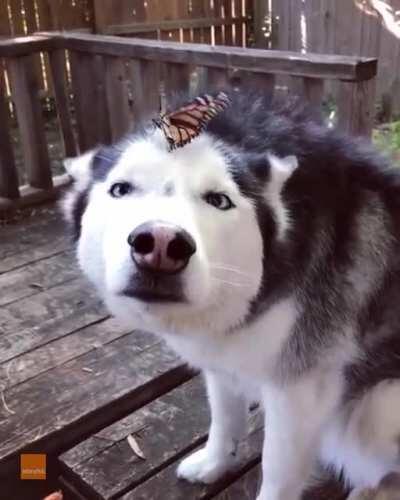 este es el video completo :)