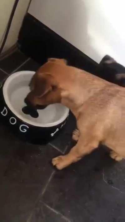 to have a meal