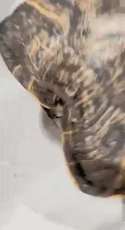 What kind of turle is this?