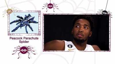 [Highlight] Spiders with Spida