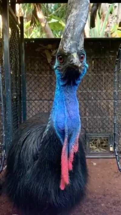 Cassowary makes a tomato disappear