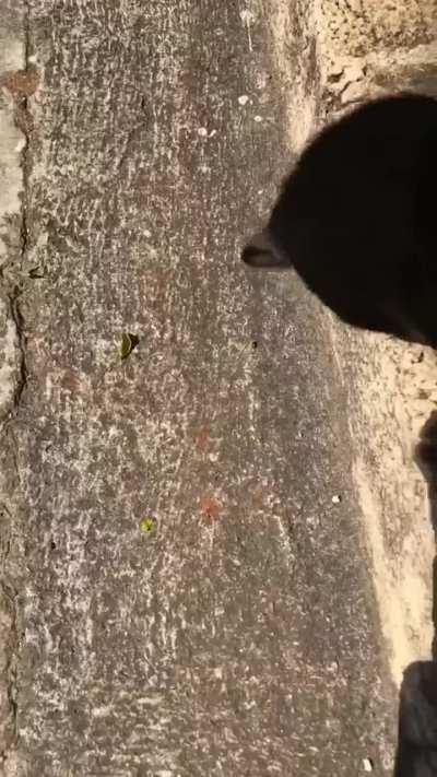 Her dropped the keys inside a hole, and a friendly neighbourhood cat came to their rescue.