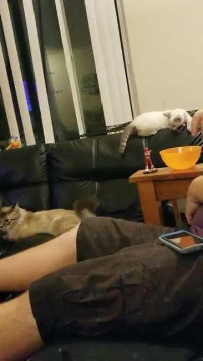 One cat startled the other