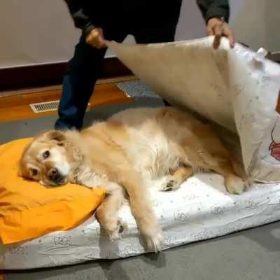 Dad didn't want a dog in his house. Dad now: