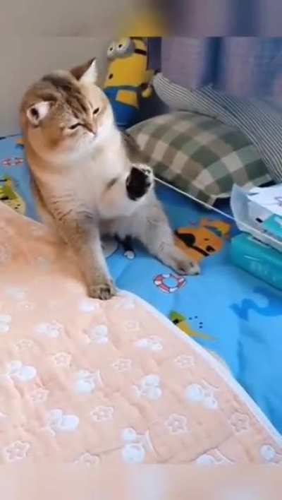 jazz solo from the a cat