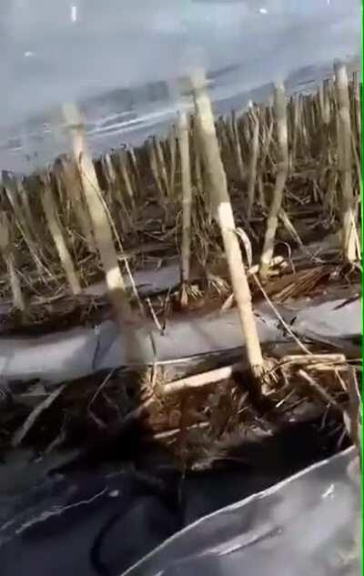 Thick ice after a flood
