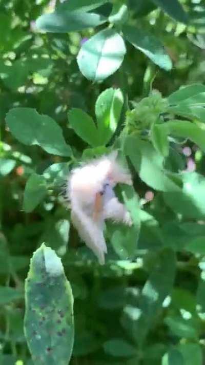 What is this Floof boi? Found SE QLD Australia