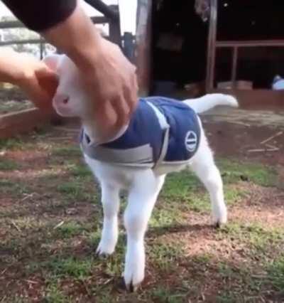 Press sensor in head to activate tail