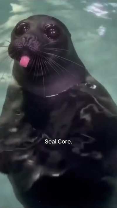 SEAL CORE (only seals)