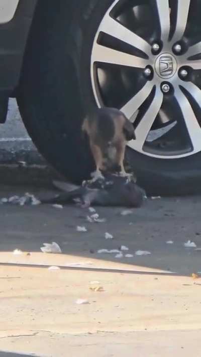 Coopers or sharp shinned?