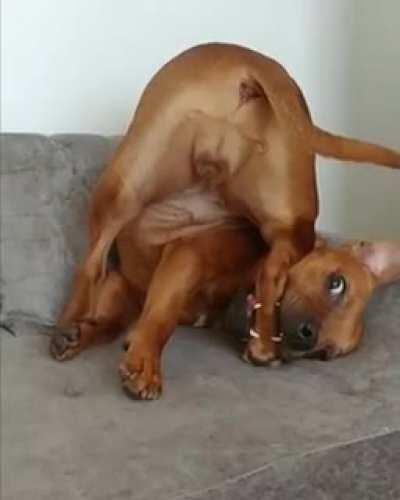 Dog.exe has crashed. 😂