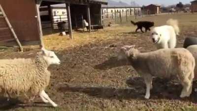 Michael is the resident peacekeeper at Rancho Relaxo