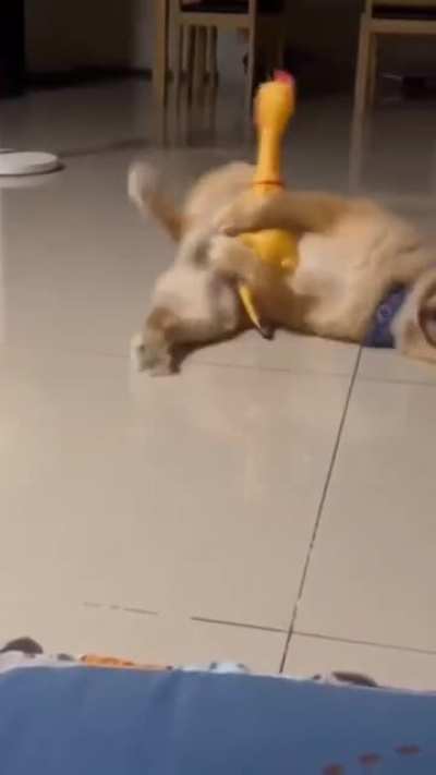 I guess you could say my dog likes squeaky toys