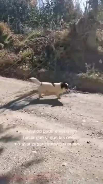 The dog politely asked the surveyor to step aside to continue his shepherd's work