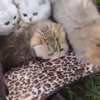 Вот вам утренняя порция милоты :)