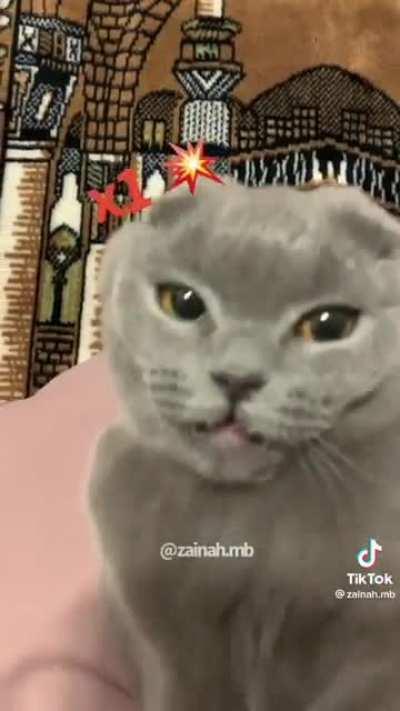 Sister Minnie attacks after brayer