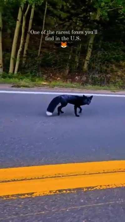 🔥Stunningly beautiful Melanistic (Black) Fox is rare, as melanism has to be carried and passed down by both parents..