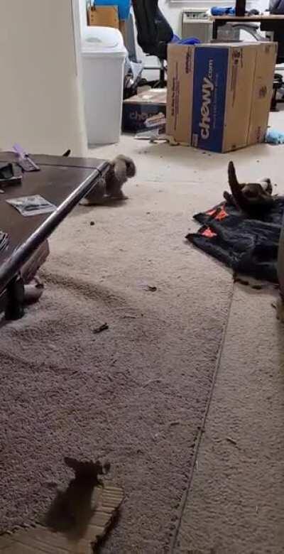 Watch out Elly! Theo is going nuts!