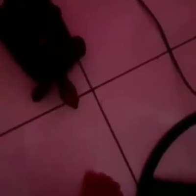 Fila duma putaaaaa 😡