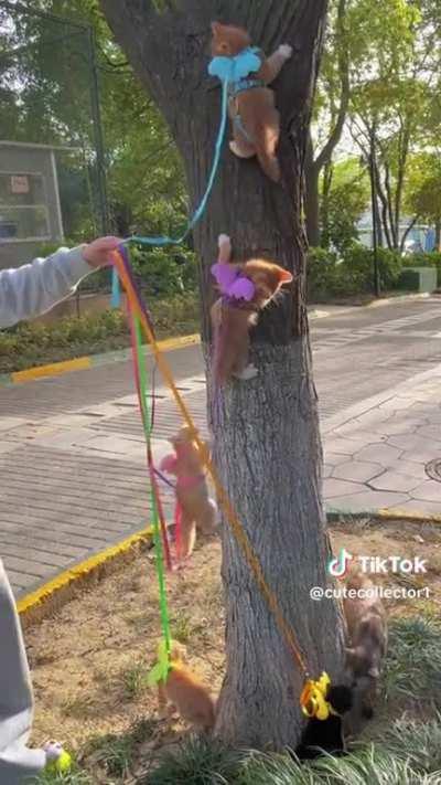 I don’t know exactly what’s happening here, but obviously they are practicing to commit a crime