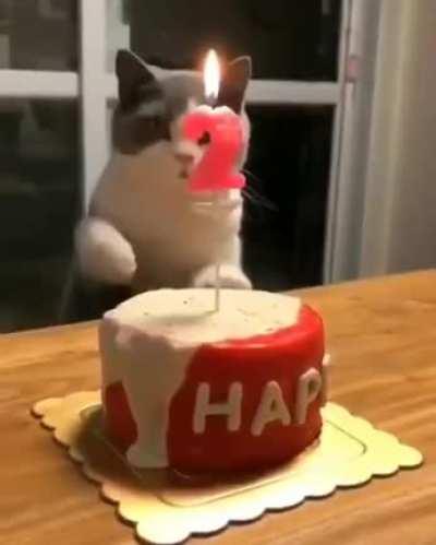 Uh oh, don't hurt yourself, cat!