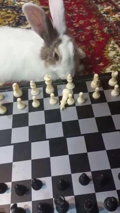 after dropping the queen white did brilliancy here by eating the king