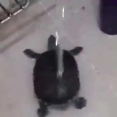🐢🚿