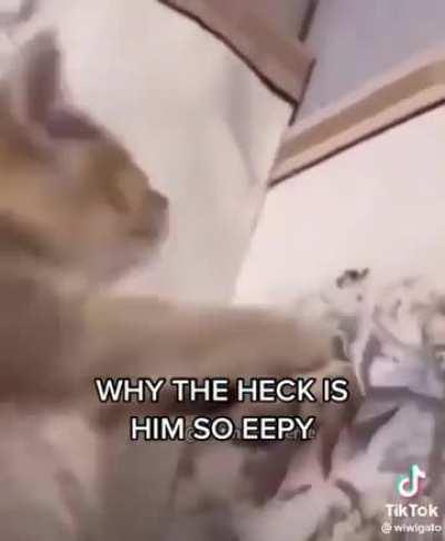 Caturday posting week 2