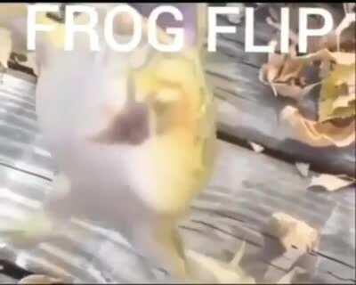 frog...flip💔