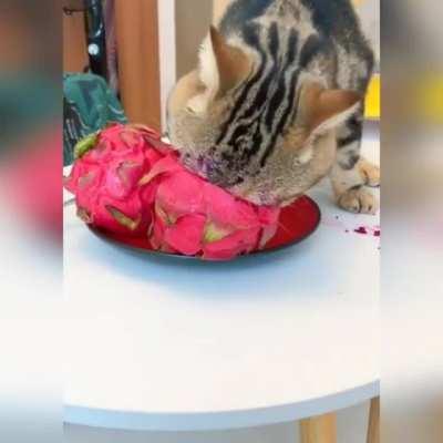 Eternally hungry cat 😋🤣