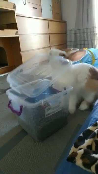 As long as I am around... no pellet will be safe!