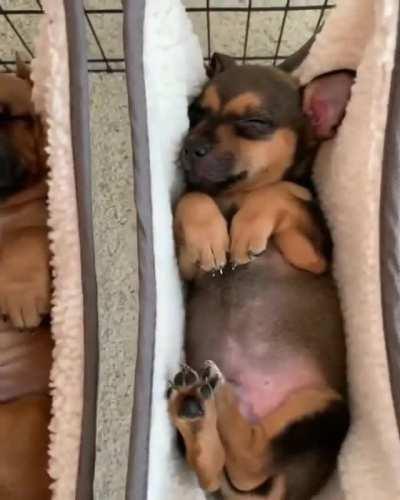 Very Comfortable Sleep...