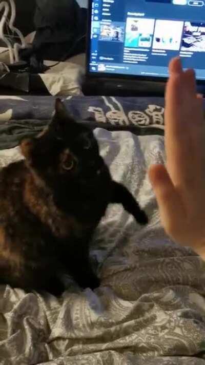 I studied dog training but didn't have a dog.